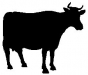 Cow.jpg